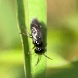 Tenthredinidae sp. (family) at Dawson Street Gardens - 29 Feb 2024 08:16 AM