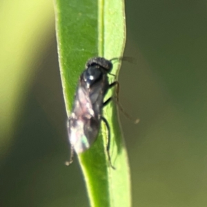 Tenthredinidae sp. (family) at Dawson Street Gardens - 29 Feb 2024 08:16 AM