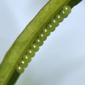 Pentatomidae (family) at Dawson Street Gardens - 29 Feb 2024