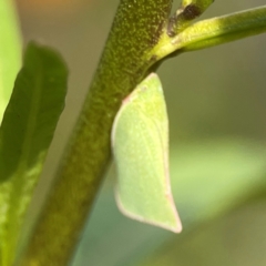 Siphanta acuta (Green planthopper, Torpedo bug) at Curtin, ACT - 28 Feb 2024 by Hejor1