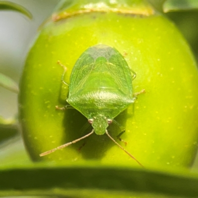 Cuspicona simplex (Green potato bug) at Dawson Street Gardens - 28 Feb 2024 by Hejor1
