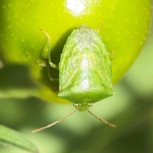 Cuspicona simplex at Dawson Street Gardens - 29 Feb 2024