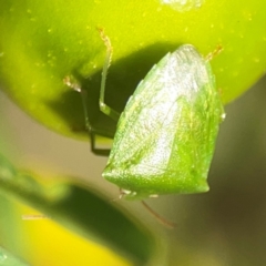 Cuspicona simplex at Dawson Street Gardens - 29 Feb 2024