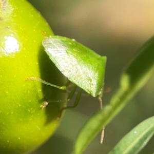 Cuspicona simplex at Dawson Street Gardens - 29 Feb 2024