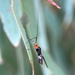 Rayieria basifer (Braconid-mimic plant bug) at Dawson Street Gardens - 28 Feb 2024 by Hejor1