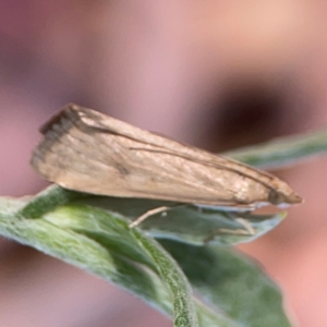 Achyra affinitalis at Dawson Street Gardens - 29 Feb 2024