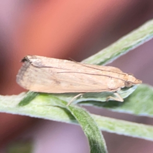 Achyra affinitalis at Dawson Street Gardens - 29 Feb 2024