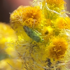 Miridae (family) at Dawson Street Gardens - 29 Feb 2024