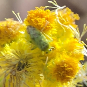 Miridae (family) at Dawson Street Gardens - 29 Feb 2024