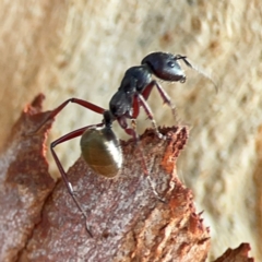 Camponotus suffusus (Golden-tailed sugar ant) at Dawson Street Gardens - 28 Feb 2024 by Hejor1