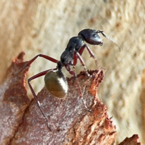 Camponotus suffusus at Dawson Street Gardens - 29 Feb 2024 08:08 AM