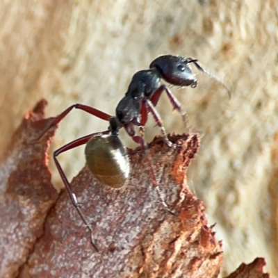 Camponotus suffusus (Golden-tailed sugar ant) at Dawson Street Gardens - 28 Feb 2024 by Hejor1