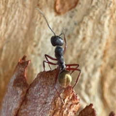 Camponotus suffusus at Dawson Street Gardens - 29 Feb 2024 08:08 AM