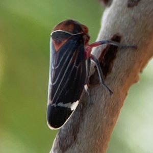 Eurymeloides lineata at Dawson Street Gardens - 29 Feb 2024