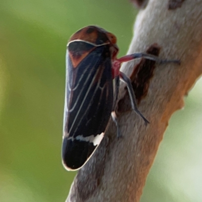 Eurymeloides minuta (Gumtree leafhopper) at Dawson Street Gardens - 28 Feb 2024 by Hejor1