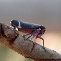 Eurymeloides lineata at Dawson Street Gardens - 29 Feb 2024