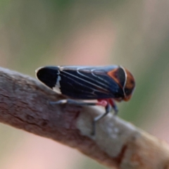 Eurymeloides lineata at Dawson Street Gardens - 29 Feb 2024 08:07 AM