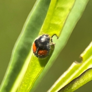 Diomus notescens at Dawson Street Gardens - 29 Feb 2024