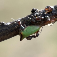Iridomyrmex rufoniger (Tufted Tyrant Ant) at Dawson Street Gardens - 28 Feb 2024 by Hejor1