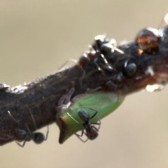 Iridomyrmex rufoniger at Dawson Street Gardens - 29 Feb 2024 08:31 AM