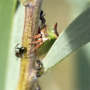 Iridomyrmex rufoniger at Dawson Street Gardens - 29 Feb 2024 08:31 AM