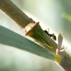 Iridomyrmex rufoniger at Dawson Street Gardens - 29 Feb 2024 08:31 AM