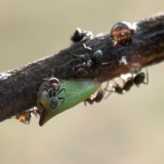 Sextius virescens (Acacia horned treehopper) at Dawson Street Gardens - 28 Feb 2024 by Hejor1