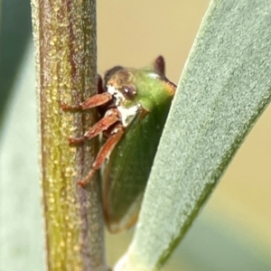 Sextius virescens at Dawson Street Gardens - 29 Feb 2024