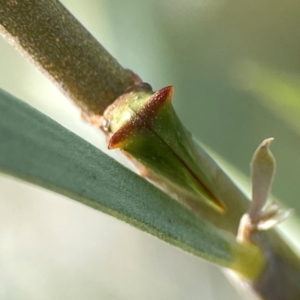 Sextius virescens at Dawson Street Gardens - 29 Feb 2024