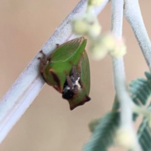 Sextius virescens at Dawson Street Gardens - 29 Feb 2024