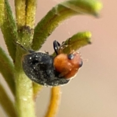Cryptolaemus montrouzieri (Mealybug ladybird) at Dawson Street Gardens - 28 Feb 2024 by Hejor1