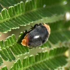 Cryptolaemus montrouzieri at Dawson Street Gardens - 29 Feb 2024