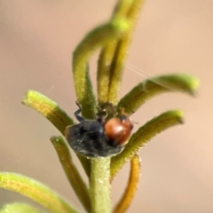 Cryptolaemus montrouzieri at Dawson Street Gardens - 29 Feb 2024