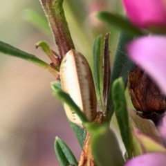 Ellipsidion australe at Dawson Street Gardens - 28 Feb 2024 by Hejor1