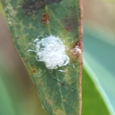 Glycaspis sp. (genus) (Unidentified sugary lerp) at Dawson Street Gardens - 29 Feb 2024 by Hejor1