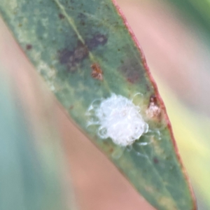 Glycaspis sp. (genus) at Dawson Street Gardens - 29 Feb 2024