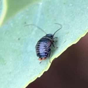 Ellipsidion australe at Dawson Street Gardens - 29 Feb 2024