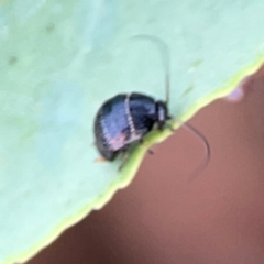 Ellipsidion australe at Dawson Street Gardens - 29 Feb 2024