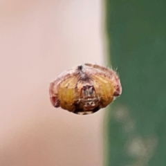 Unidentified Orb-weaving spider (several families) at Curtin, ACT - 28 Feb 2024 by Hejor1