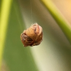 Dolophones sp. (genus) at Curtin, ACT - 29 Feb 2024