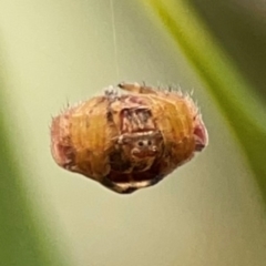 Dolophones sp. (genus) at Curtin, ACT - 29 Feb 2024