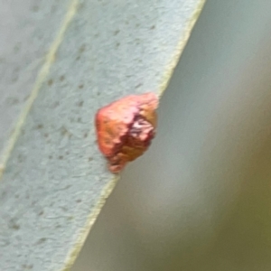 Dolophones sp. (genus) at Curtin, ACT - 29 Feb 2024 08:59 AM