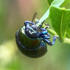 Callidemum hypochalceum (Hop-bush leaf beetle) at Dawson Street Gardens - 28 Feb 2024 by Hejor1
