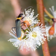 Chauliognathus lugubris (Plague Soldier Beetle) at Dawson Street Gardens - 29 Feb 2024 by Hejor1