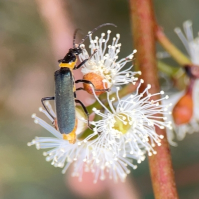 Chauliognathus lugubris (Plague Soldier Beetle) at Dawson Street Gardens - 28 Feb 2024 by Hejor1