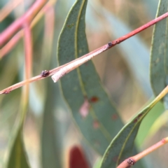 Chaetophyes compacta (Tube spittlebug) at Dawson Street Gardens - 28 Feb 2024 by Hejor1