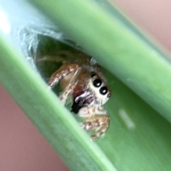 Opisthoncus sexmaculatus at Dawson Street Gardens - 29 Feb 2024 09:11 AM