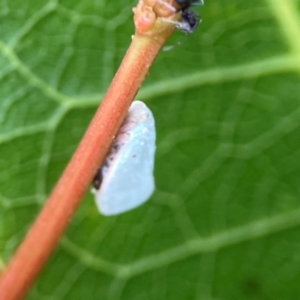 Anzora unicolor at Dawson Street Gardens - 29 Feb 2024