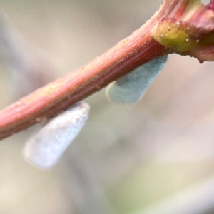 Anzora unicolor at Dawson Street Gardens - 29 Feb 2024