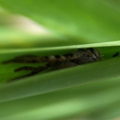 Isopeda or Isopedella sp. (genus) at Dawson Street Gardens - 28 Feb 2024 by Hejor1